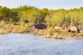 Herd of hippos sleeping, Isimangaliso Wetland Park, South Africa Royalty Free Stock Photo