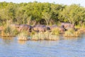 Herd of hippos sleeping, Isimangaliso Wetland Park, South Africa Royalty Free Stock Photo