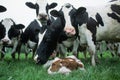 Herd of Holstein cattle crowd in green Pasture Royalty Free Stock Photo