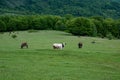 Herd of holstein cows in a grass pasture field lawn landscape. Royalty Free Stock Photo