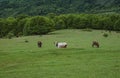 Herd of holstein cows in a grass pasture field lawn landscape. Royalty Free Stock Photo