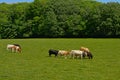 Herd of Holstein Friesian cattle grazing in a meadow