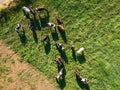 Herd of Holstein Friesian cows grazing on green pasture Royalty Free Stock Photo