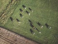 Herd of Holstein Friesian cows grazing on green pasture Royalty Free Stock Photo