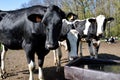 Herd of Holstein Friesians dairy cow Royalty Free Stock Photo