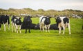 Herd of Holsteins in Ireland