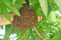 Herd of honey bees building beehive on tree trunk with green leaves in background