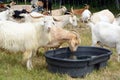 Herd of horned goats in field