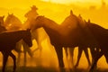 A Herd Of Horse Are Being Corralled By Mexican Horsemen At Sunrise