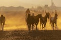 A Herd Of Horse Are Being Corralled By Mexican Horsemen At Sunrise Royalty Free Stock Photo