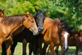 Herd of horse on the meadow