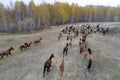 herd of horses in autumn on pasture, grazing horses Royalty Free Stock Photo