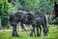 A herd of horses of a baby mare. Friesian horse with long mane walking free in the meadow