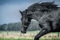 A herd of horses of a baby mare. Friesian horse with long mane walking free in the meadow