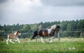 A herd of horses of a baby mare. Friesian horse with long mane walking free in the meadow