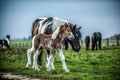 A herd of horses of a baby mare. Friesian horse with long mane walking free in the meadow