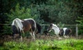 A herd of horses of a baby mare. Friesian horse with long mane walking free in the meadow