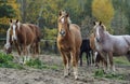 Herd of horses on the background of autumn forest Royalty Free Stock Photo