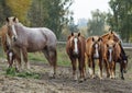 Herd of horses on the background of autumn forest Royalty Free Stock Photo