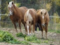 Herd of horses on the background of autumn forest Royalty Free Stock Photo