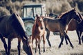 A herd of horses on the background of a tractor