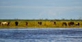 Herd of horses in the coast of Parana River