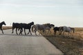 A herd of horses crosses the road. Horses running along the track. Royalty Free Stock Photo