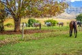 Herd of Horses in Drakensberg area in KZN South Africa