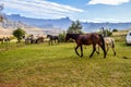 Herd of Horses in Drakensberg area in KZN South Africa