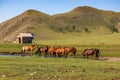 Herd of horses drink water on central Mongolian steppe Royalty Free Stock Photo