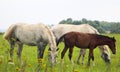 Herd of horses 747 E Royalty Free Stock Photo