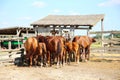 Herd of horses eating dry hay in the summer corral Royalty Free Stock Photo