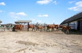 Herd of horses eating dry hay in the summer corral Royalty Free Stock Photo