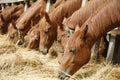 Herd of horses eating dry hay in summertime rural scene Royalty Free Stock Photo