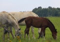 Herd of horses 747 Eu Royalty Free Stock Photo