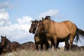 Herd of horses in field Royalty Free Stock Photo