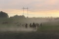 A herd of horses in a field runs in the dust Royalty Free Stock Photo