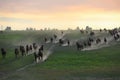 A herd of horses in a field runs in the dust at sunset Royalty Free Stock Photo