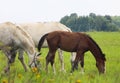 herd of horses Royalty Free Stock Photo