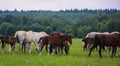 herd of horses Royalty Free Stock Photo