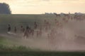 A herd of horses in a field at sunset Royalty Free Stock Photo