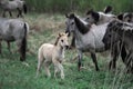 Herd of horses with foal