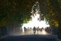 Herd of horses in the foggy chesnut avenue