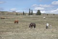 A Herd of Horses in the Foothills