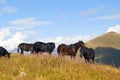 herd of horses on free grazing in the mountains Royalty Free Stock Photo