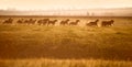 Herd of horses gallop across an open field in the sunshine