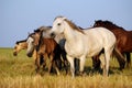 A herd of horses Royalty Free Stock Photo