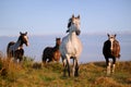 A herd of horses Royalty Free Stock Photo