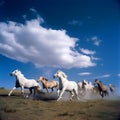 Herd of horses galloping across grassy field, their hooves kicking up dust as they move in unison. Royalty Free Stock Photo