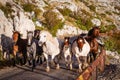 Herd of horses galloping down a road in the mountains, Biokovo, Croatia Royalty Free Stock Photo